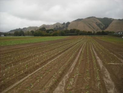 Market garden in the Wellington region