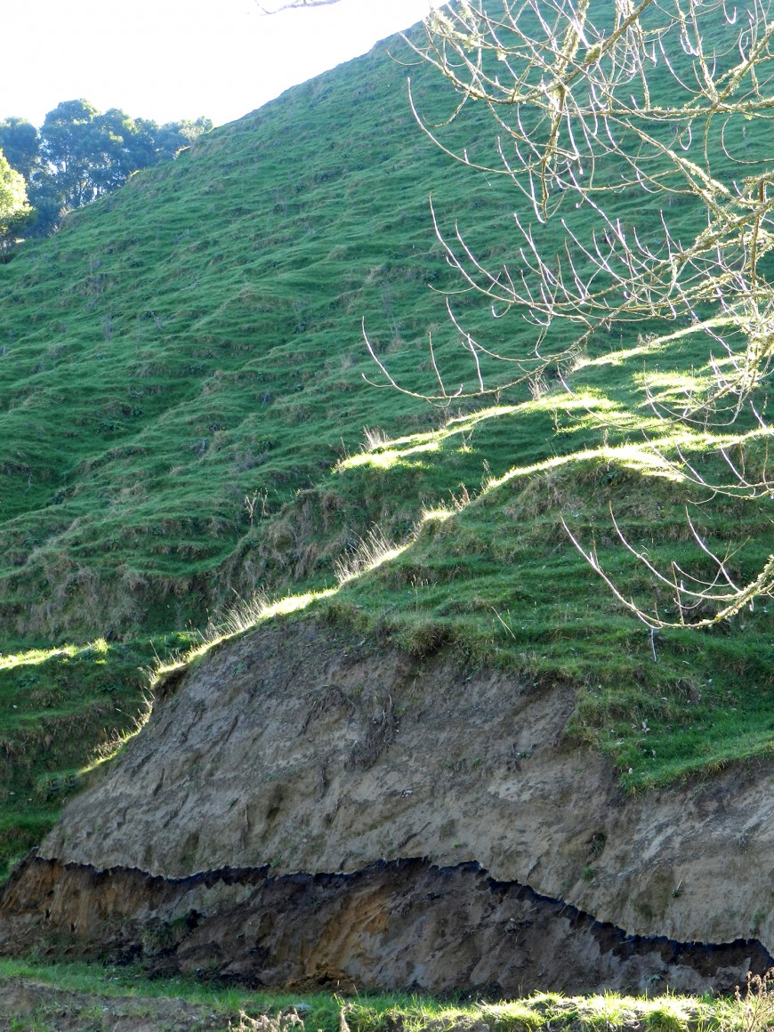 Figure 2. Rotomahana mud blankets steep hill country west of Lake Rotomahana. The dark line is a thin layer of Tarawera tepha that sits at the base of the Rotomahana mud. This is a Typic Tephric Recent Soil.