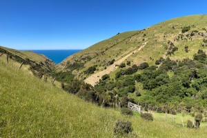 Soils of Banks Peninsula