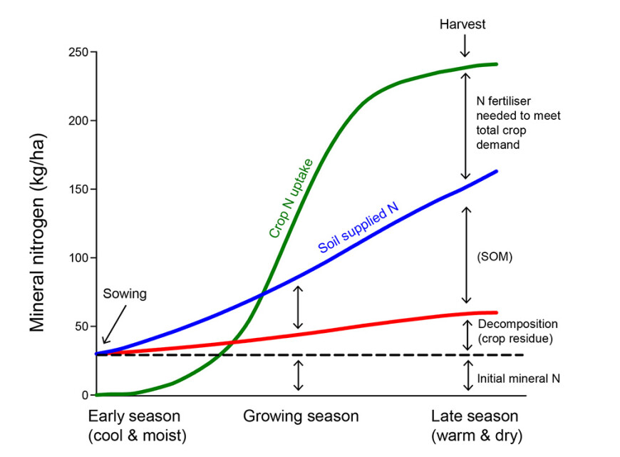 A conceptual model depicting the cumulative supply and demand for mineral nitrogen (N) over the growing season of an annual crop. SOM = soil organic matter. A conceptual model depicting the cumulative supply and demand for mineral nitrogen (N) over the growing season of an annual crop. SOM = soil organic matter.