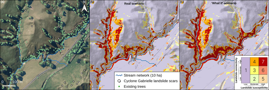 Maps: The influence of individual trees on the spatial extent of areas highly susceptible to landslide occurrence and connectivity to streams Maps: The influence of individual trees on the spatial extent of areas highly susceptible to landslide occurrence and connectivity to streams
