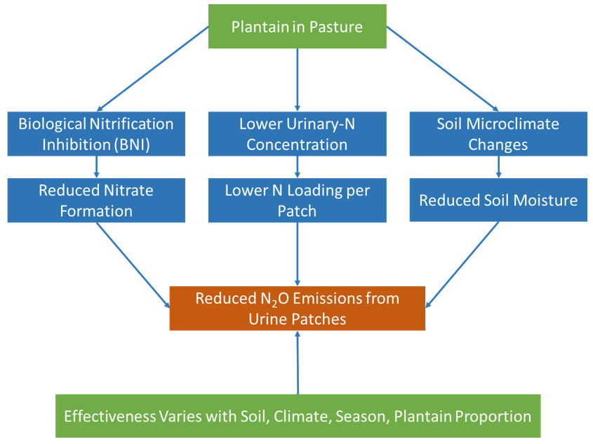 Potential mechanisms by which plantain (Plantago lanceolata) may reduce N₂O emissions from urine patches. Potential mechanisms by which plantain (Plantago lanceolata) may reduce N₂O emissions from urine patches.