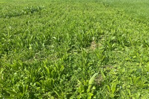 Plantain in pasture