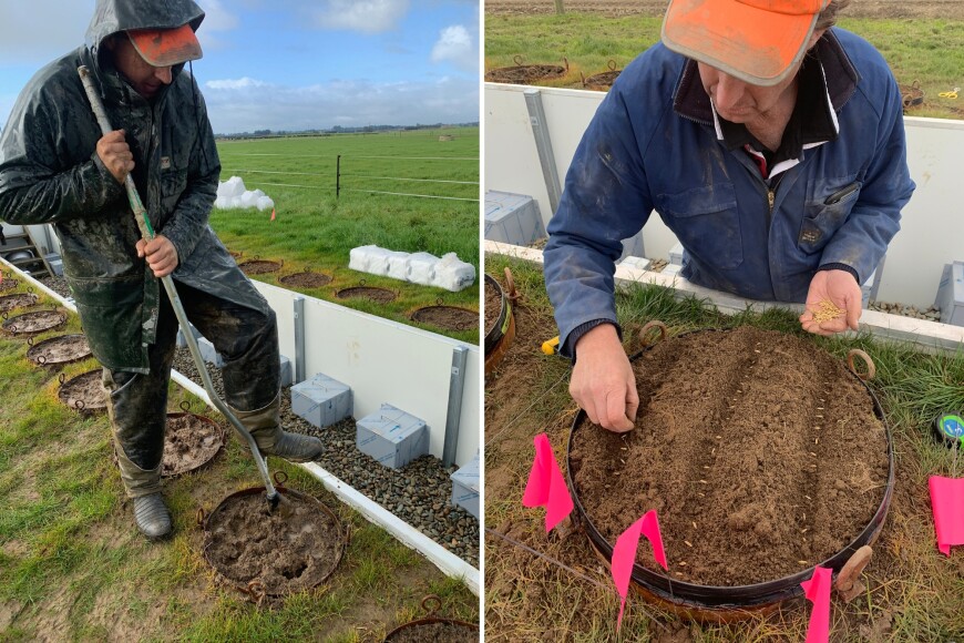 Figure 2 (left).  A catch crop trial in the soil monolith lysimeter facility at the Southern Dairy Hub, Southland, November 2021. Figure 3 (right). Figure 3. Sowing oats into hand-cultivated lysimeters. Figure 2 (left).  A catch crop trial in the soil monolith lysimeter facility at the Southern Dairy Hub, Southland, November 2021. Figure 3 (right). Figure 3. Sowing oats into hand-cultivated lysimeters.