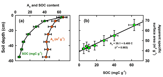 Figure 1. (a) Averaged apparent specific surface area (Aa) and soil organic carbon (SOC) with depth, and (b) Aa plotted against SOC. Error bars show 95% confidence intervals. Reproduced from Kirschbaum et al. (2020).