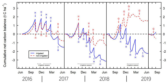 Fig 3. Cumulative net carbon balance for irrigated (blue line) and non-irrigated (red dashed line) lucerne for three years after the establishment of lucerne and start of the fourth year. The symbols H and G refer to events for harvesting and grazing, respectively and the duration of the irrigation seasons are indicated. The dashed black line is the carbon neutral state with lines above this showing net increases in ecosystem carbon storage and lines below this showing net carbon losses (adapted from Laubach et al. 2019).