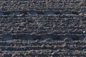 soil surface