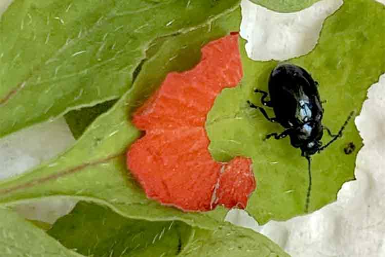 Adult leaf beetle