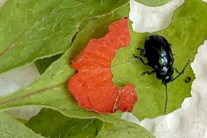 Adult leaf beetle 