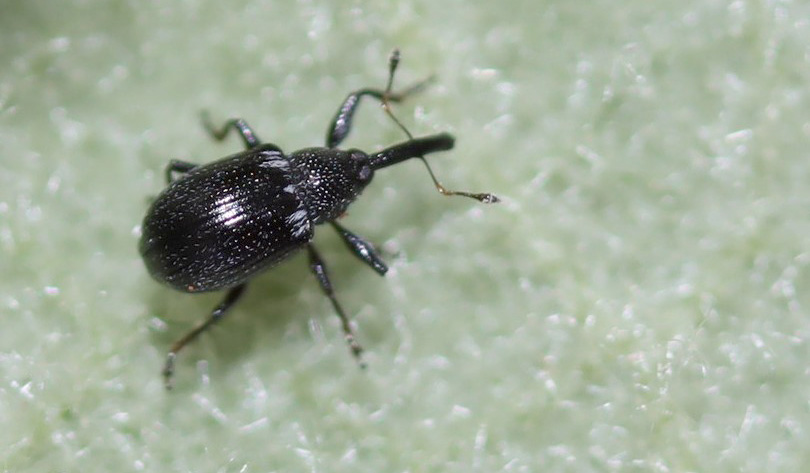 Flower bud weevil adults