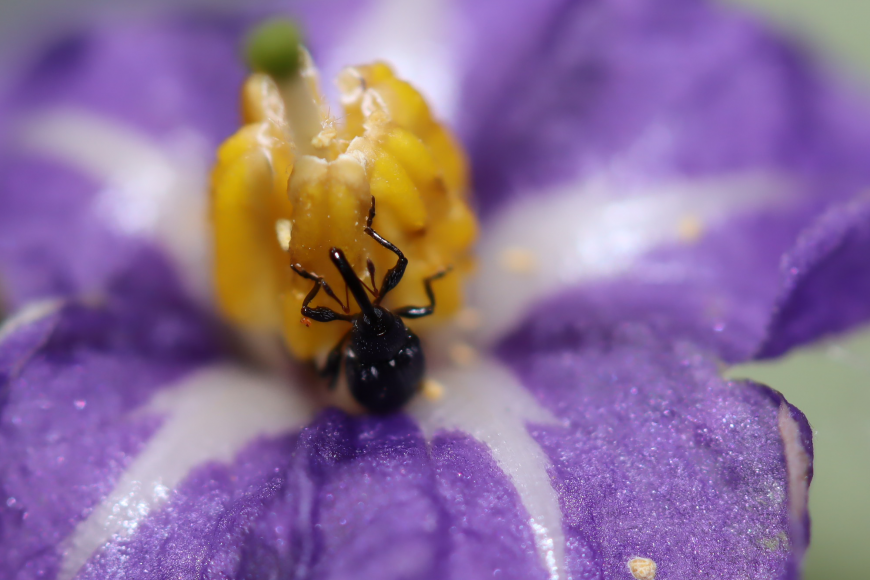 Sawfly larvae and damage