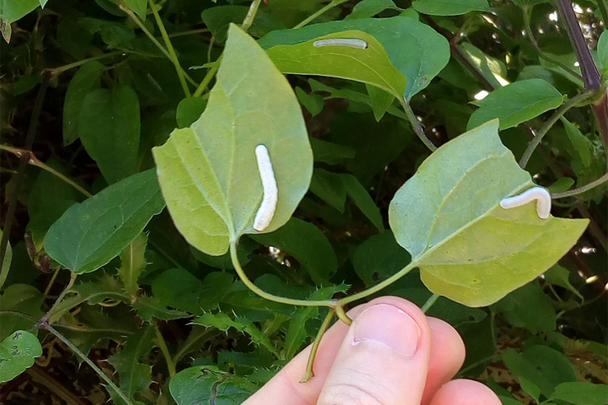 Sawfly larvae and damage