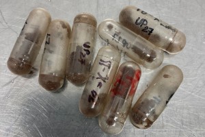 Rust spores in gelatin capsules