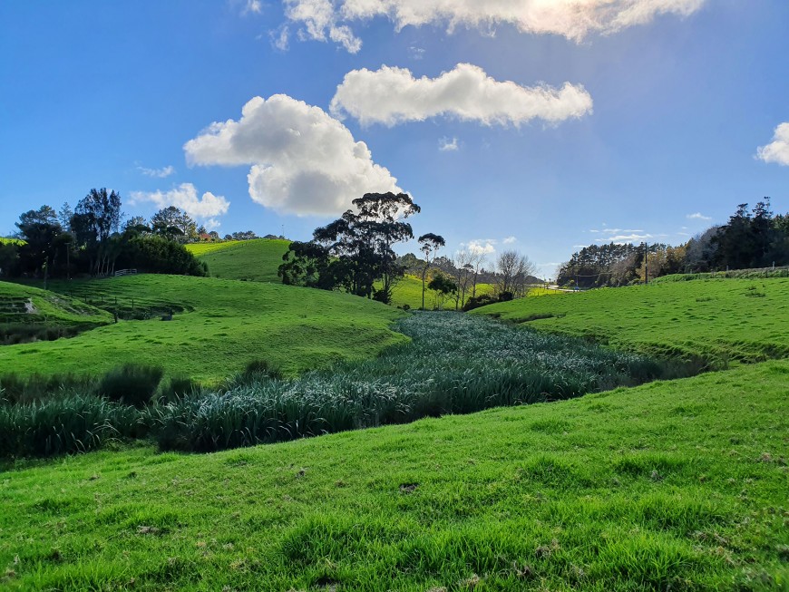 : Yellow flag iris infestation at Mangawhai in the North Island