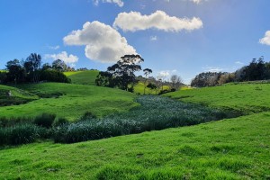 Yellow flag iris infestation at Mangawhai in the North Island