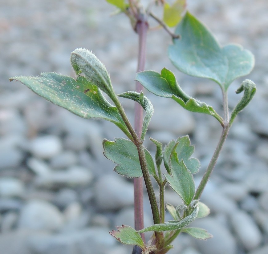 Shoot tip damaged by the mite