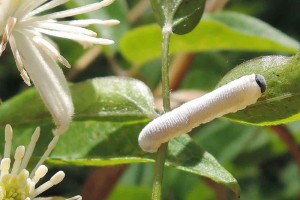 Old man’s beard sawfly larva