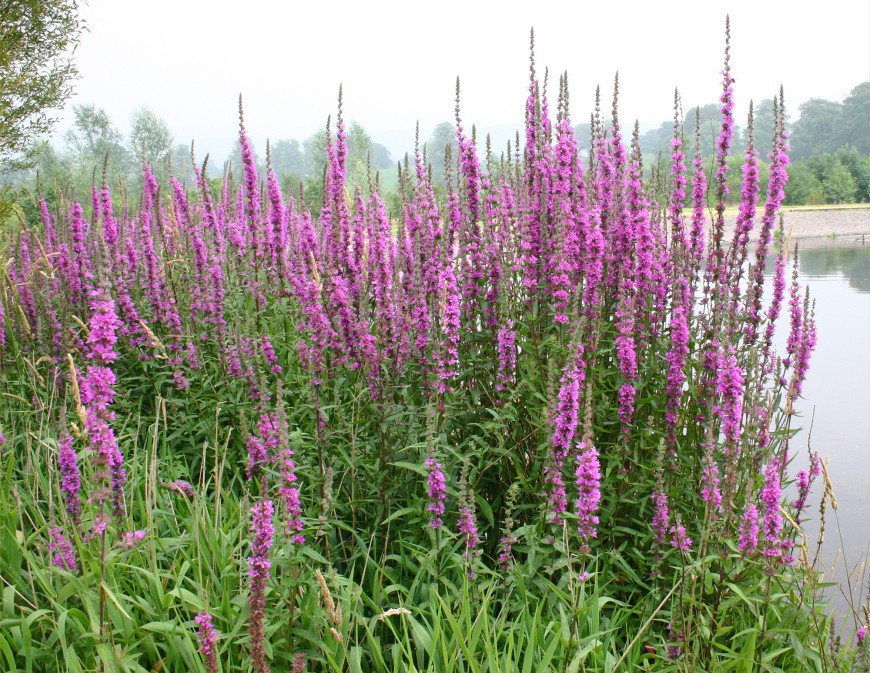 Purple loosestrife infestation