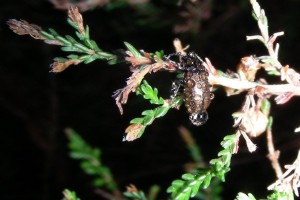 Heather beetle on a frosty spring morning