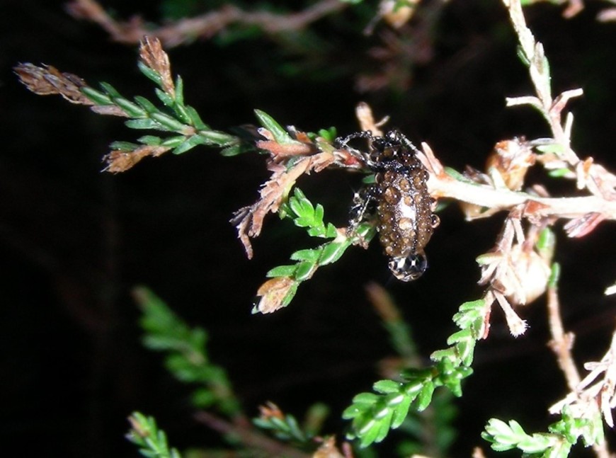 Heather beetle on a frosty morning 