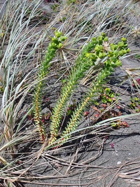 Sea spurge