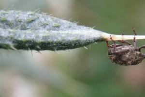 Nodding thistle crown weevil