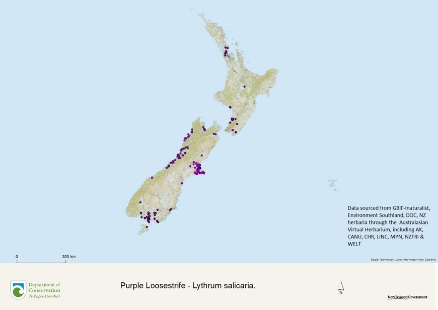 Current distribution of purple loosestrife