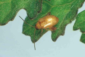 Ragword flea beetle Longitarsus jacobaeae