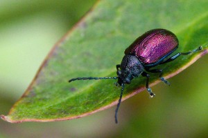 Moth plant beetle