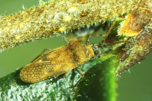 Privet lace bug th