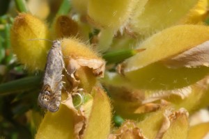 Gorse pod moth