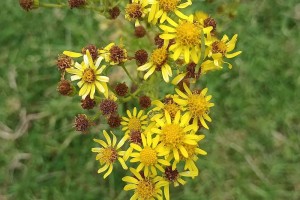 ragwort thumb