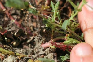 st johns wort 3 thumb