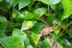 tradescantia thumb