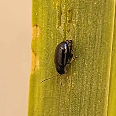 Image: yellow flag iris beetle