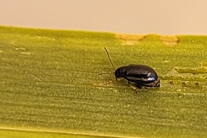 Yellow flag iris flea beetle (Aphthona nonstriata) 