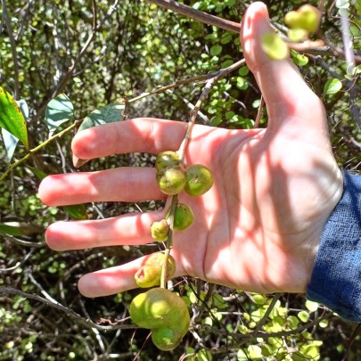 Image: first galls sighted on Sydney golden wattle at release site in early summer.