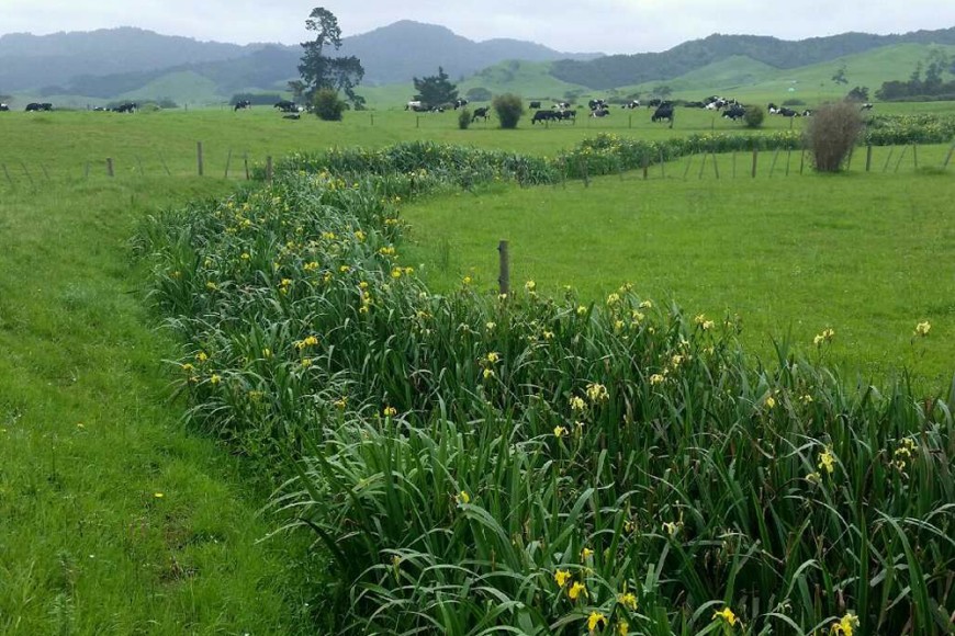 Yellow flag iris in waterway Yellow flag iris in waterway