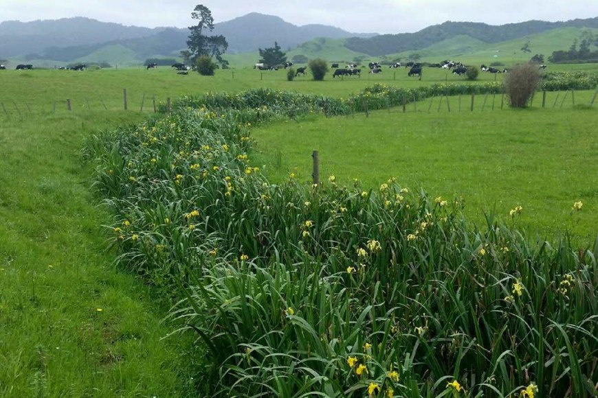 Yellow flag iris in waterway