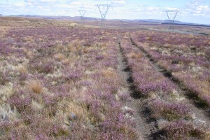 Heather invasion in 2003 th