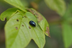 African tulip tree beetle cover image tn