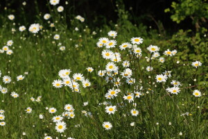 Oxeye daisy phot credit  Dean Morley