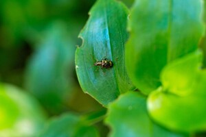 Cover photo Neolema ogloblini tn