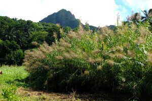 Giant reed in Rarotonga tn