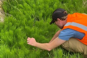 Arnaud searching field horsetail for weevils tn