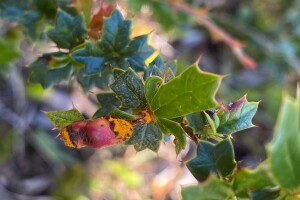 Barberry tn jpg