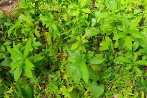 Cordia seedlings Tonga 32