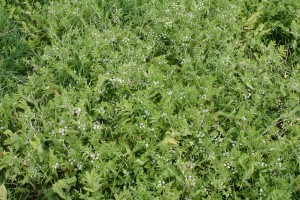 Water celery ([Helosciadium nodiflorum]; synonym [Apium nodiflorum]))