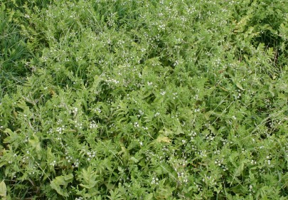 Water celery ([Helosciadium nodiflorum]; synonym [Apium nodiflorum]))