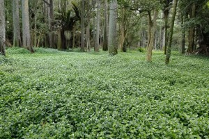 Tradescantia infestation in a Waikato forest